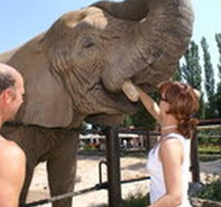 Ošetřovatelem v ZOO