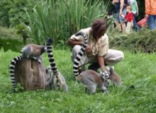 Ošetřovatelem v ZOO