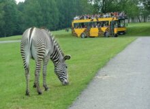 Offroad Safari (s africkou večeří)