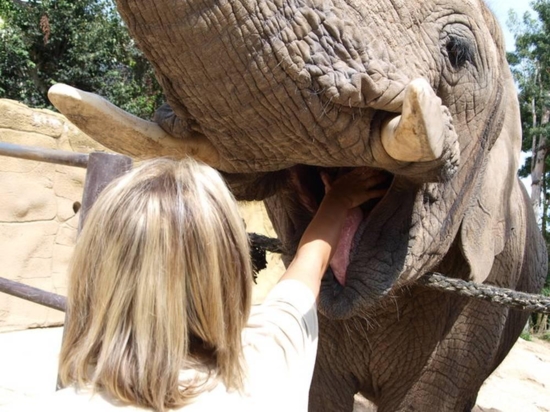 Ošetřovatelem v ZOO