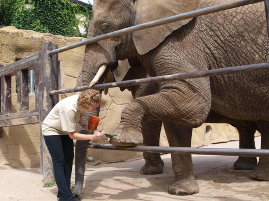 Ošetřovatelem v ZOO