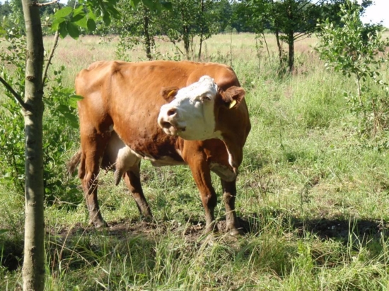 Den farmářem