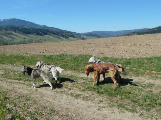 Mushing na terénní čtyřkolce