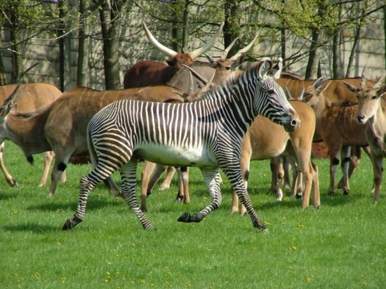 Offroad Safari (s africkou večeří)